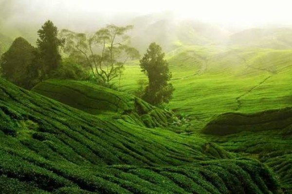 Wayanad